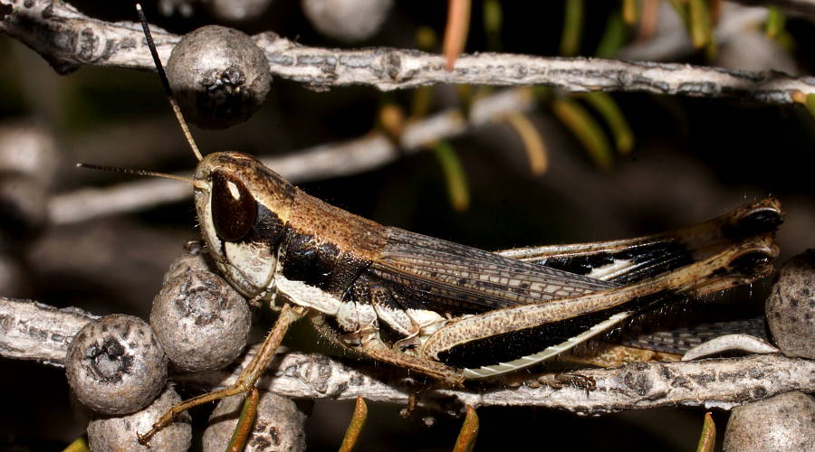 Inland Macrotona (Macrotona securiformis)