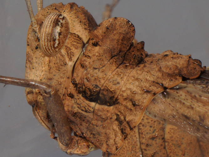 Giant Crested Grasshopper (Macrolopholia sp)