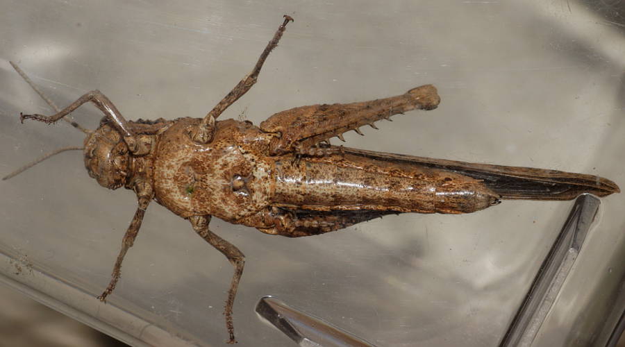 Giant Crested Grasshopper (Macrolopholia sp)