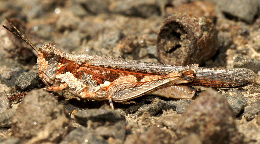 Grassland Grasshopper (Pycnostictus seriatus)