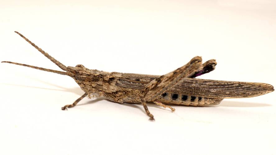 Bark-mimicking Grasshopper (Coryphistes ruricola)