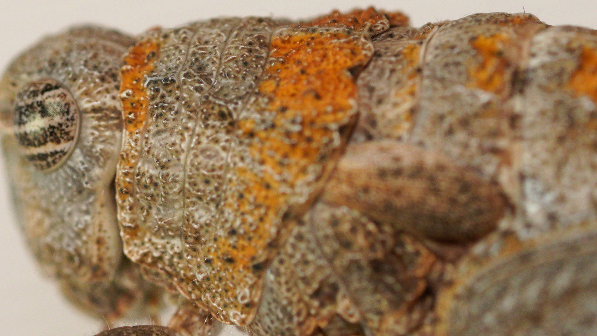 Orange-lichen Stonehopper (Cratilopus sp ES04)