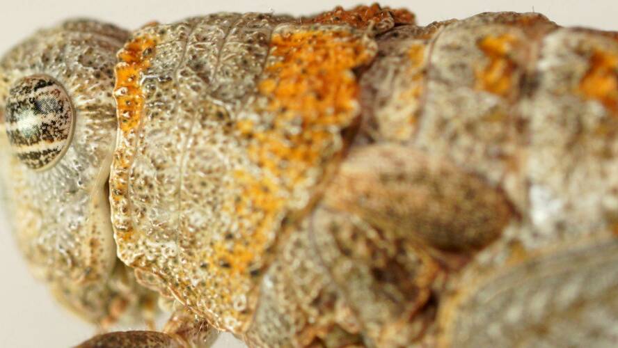 Orange-lichen Stonehopper (Cratilopus sp ES04)