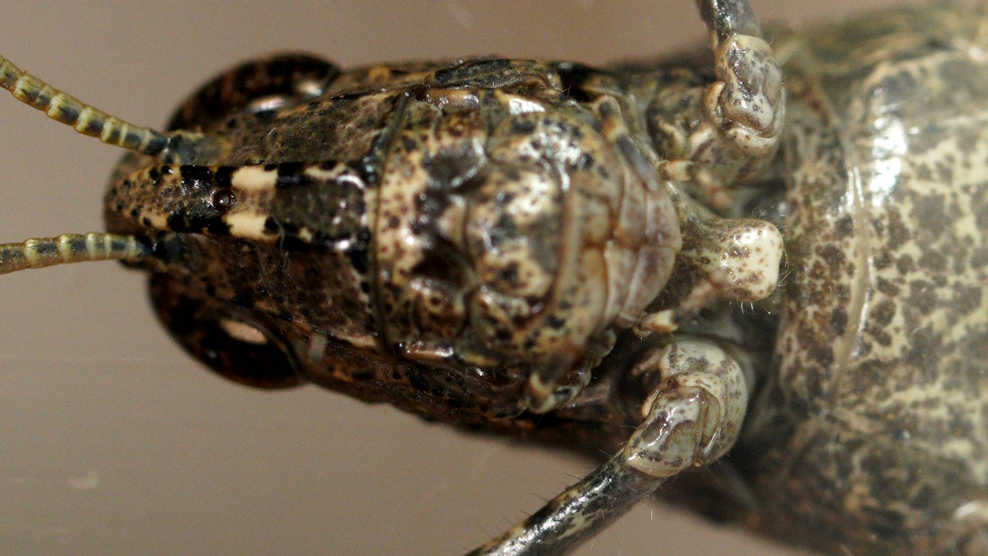 Crusty Grasshopper (Caperrala sp)