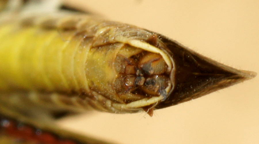 Inland Macrotona (Macrotona securiformis)