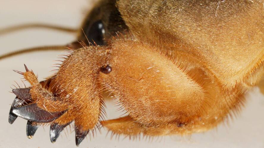 The Confusing Mole Cricket (Gryllotalpa coarctata)