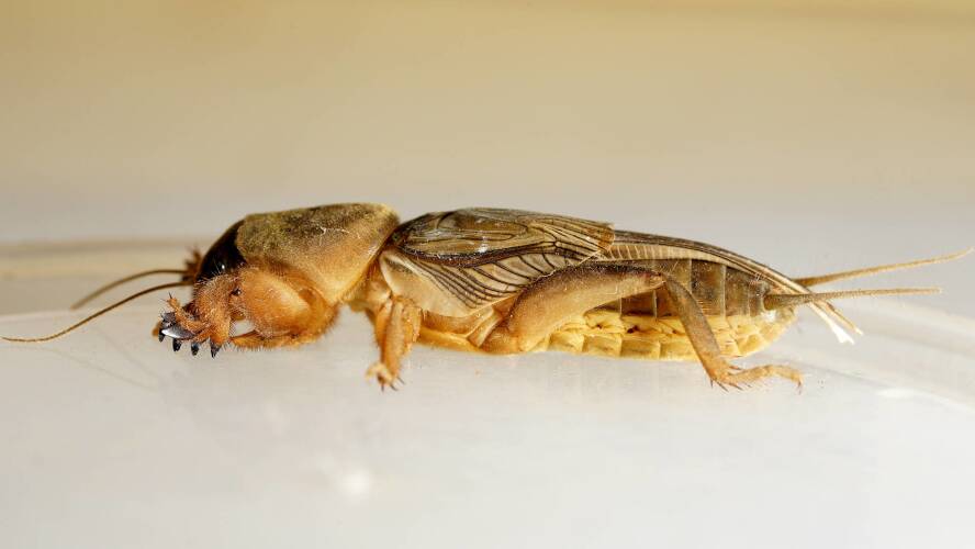 The Confusing Mole Cricket (Gryllotalpa coarctata)