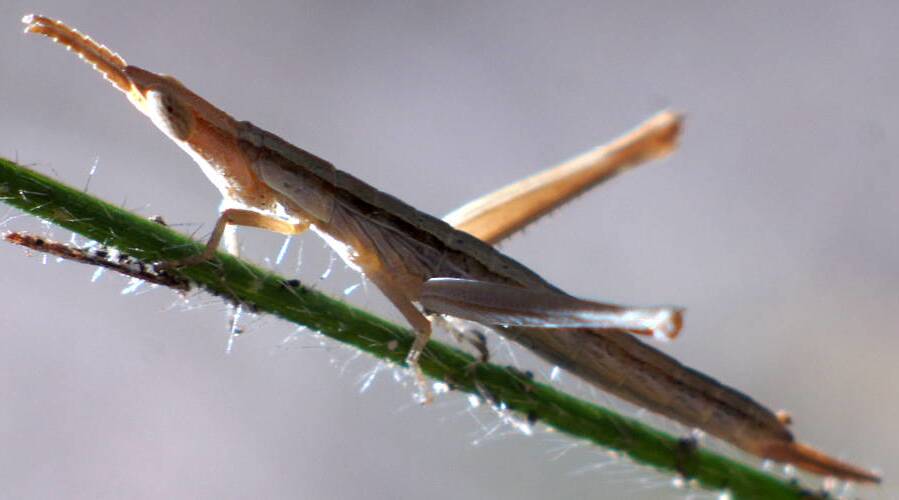 Striped Matchstick Grasshopper (Morabinae sp ES01)
