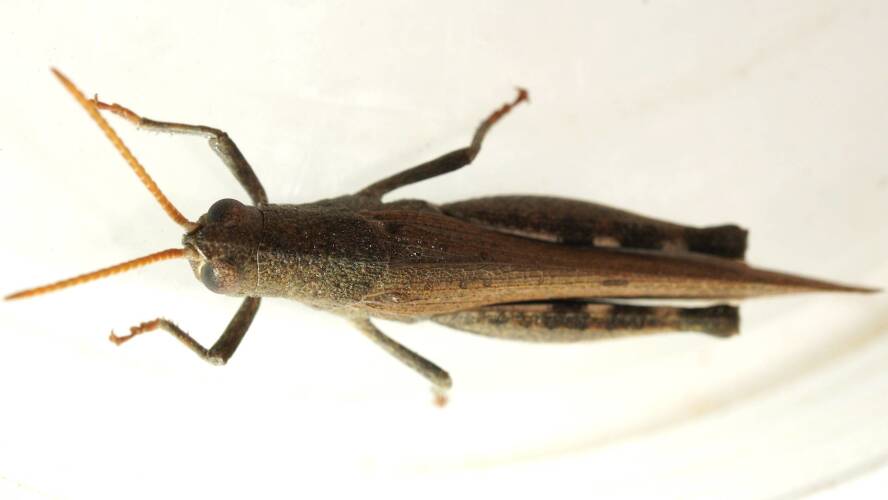 Mimetic Gumleaf Grasshopper (Goniaea opomaloides)