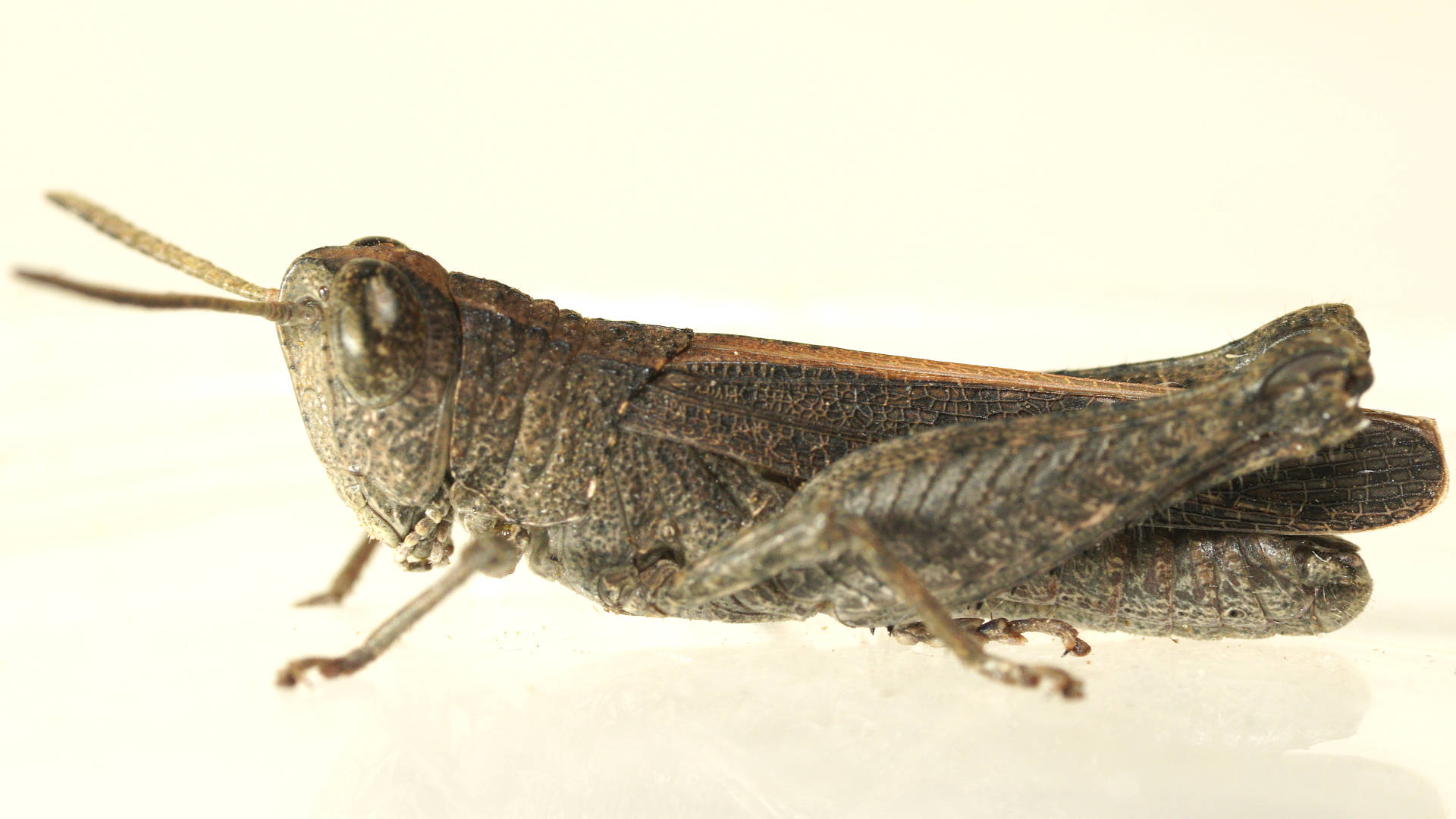 Striped Grasshopper (Apotropis vittata)
