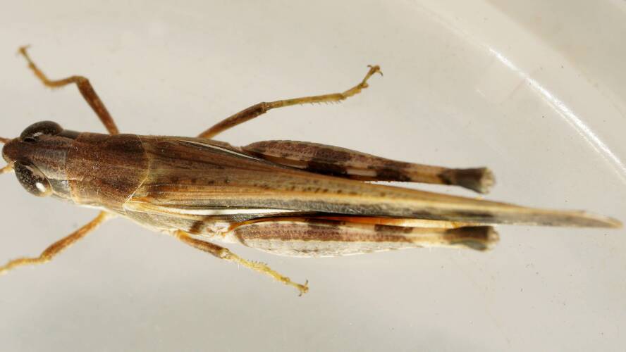 Australian Aiolopus Grasshopper (Aiolopus thalassinus ssp dubius)