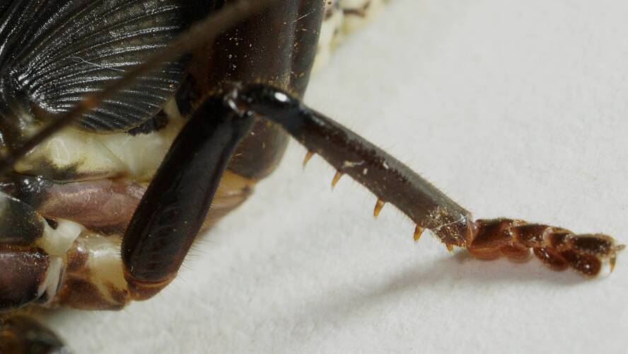 Black Raspy Cricket (Hadrogryllacris sp ES01)