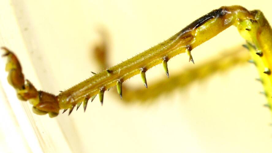 Calperum Gumleaf Katydid (Terpandrus calperum)