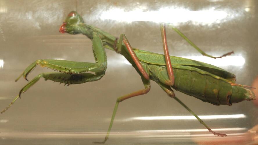 Green Mallee Mantis (Trachymantis dentifrons)