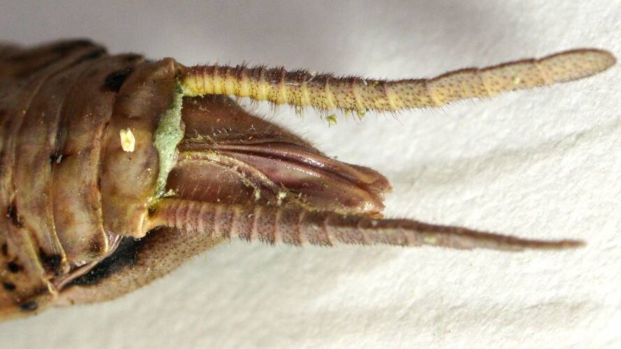 Large Brown Mantis (Archimantis latistyla)