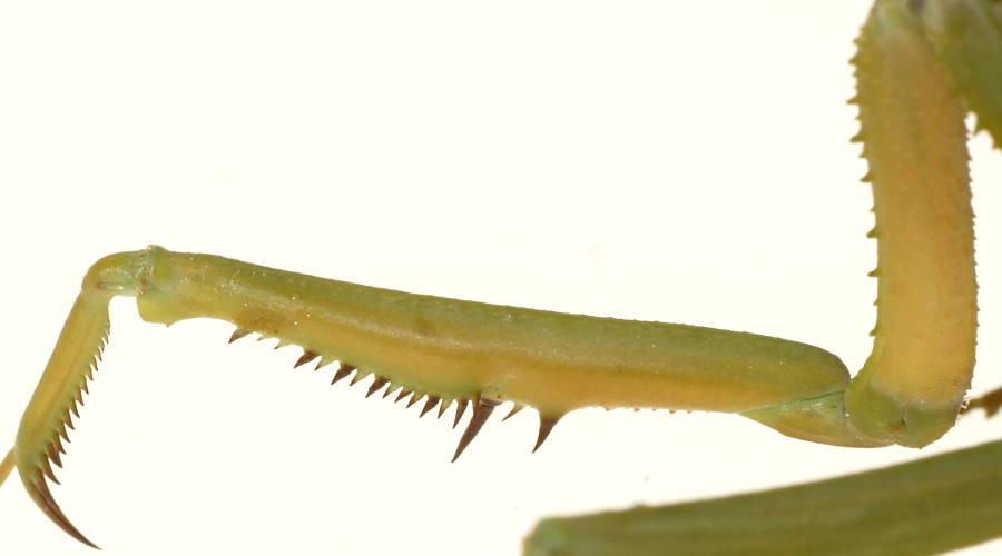 Mallee Grass Mantis (Archimantis sobrina)