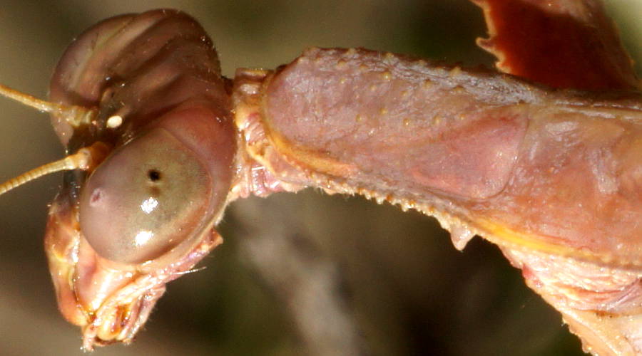 Large Brown Mantis (Archimantis latistyla)