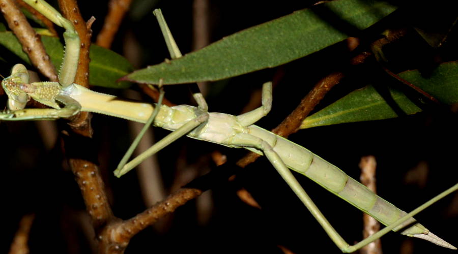 Mallee Grass Mantis (Archimantis sobrina)
