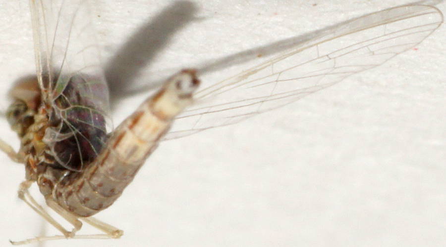 Mayfly (Centroptilum cf elongatum)