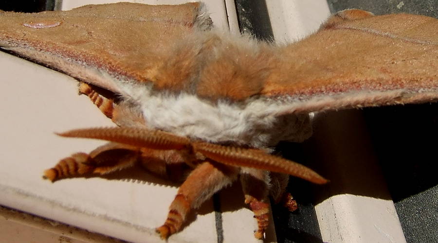 Helena Gum Moth (Opodiphthera helena)