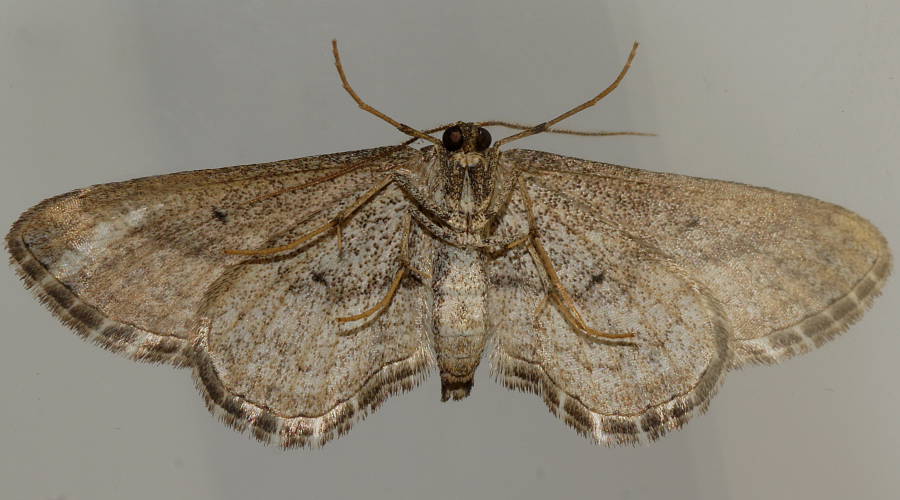 Tree-ring Moth (Scopula episcia)