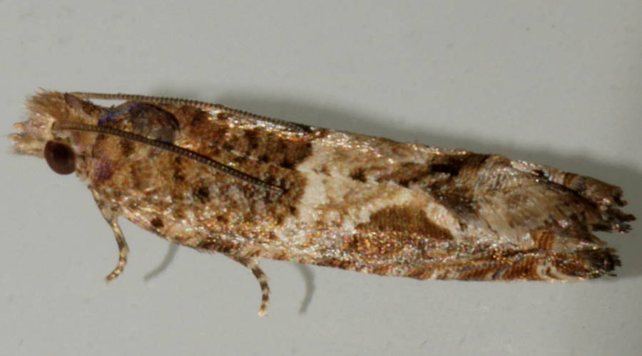 Sida Tipworm Moth (Crocidosema plebejana)