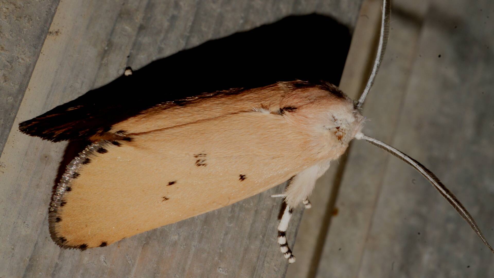Calico Stem-borer Moth (Cryptophasa rubra)