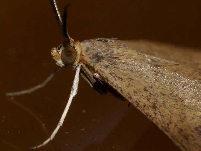 Lydia's Wave Moth (Scopula lydia)