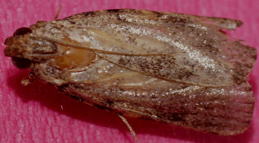Variable Bent-wing (Araeopaschia cf sp)