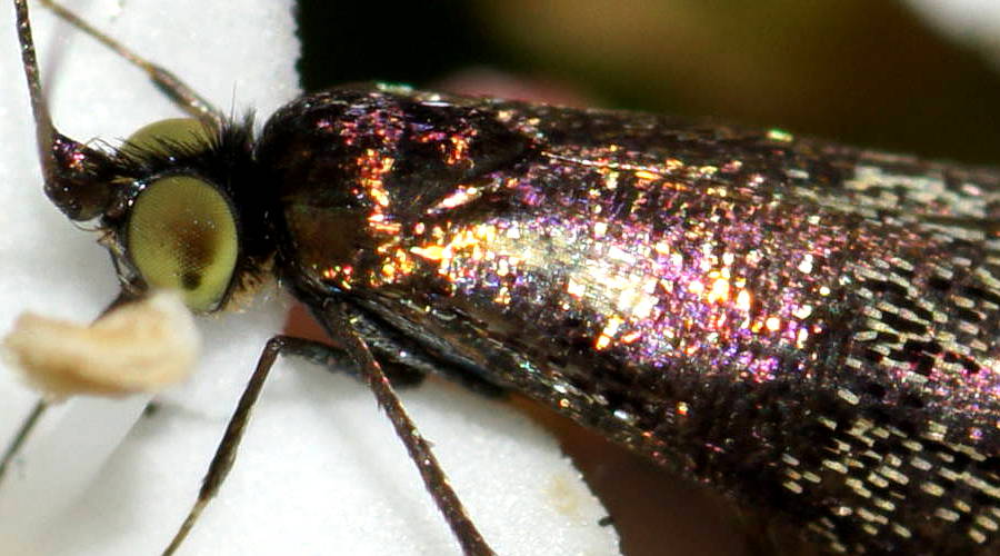 Black-headed Fairy Longhorn Moth (Nemophora laurella)