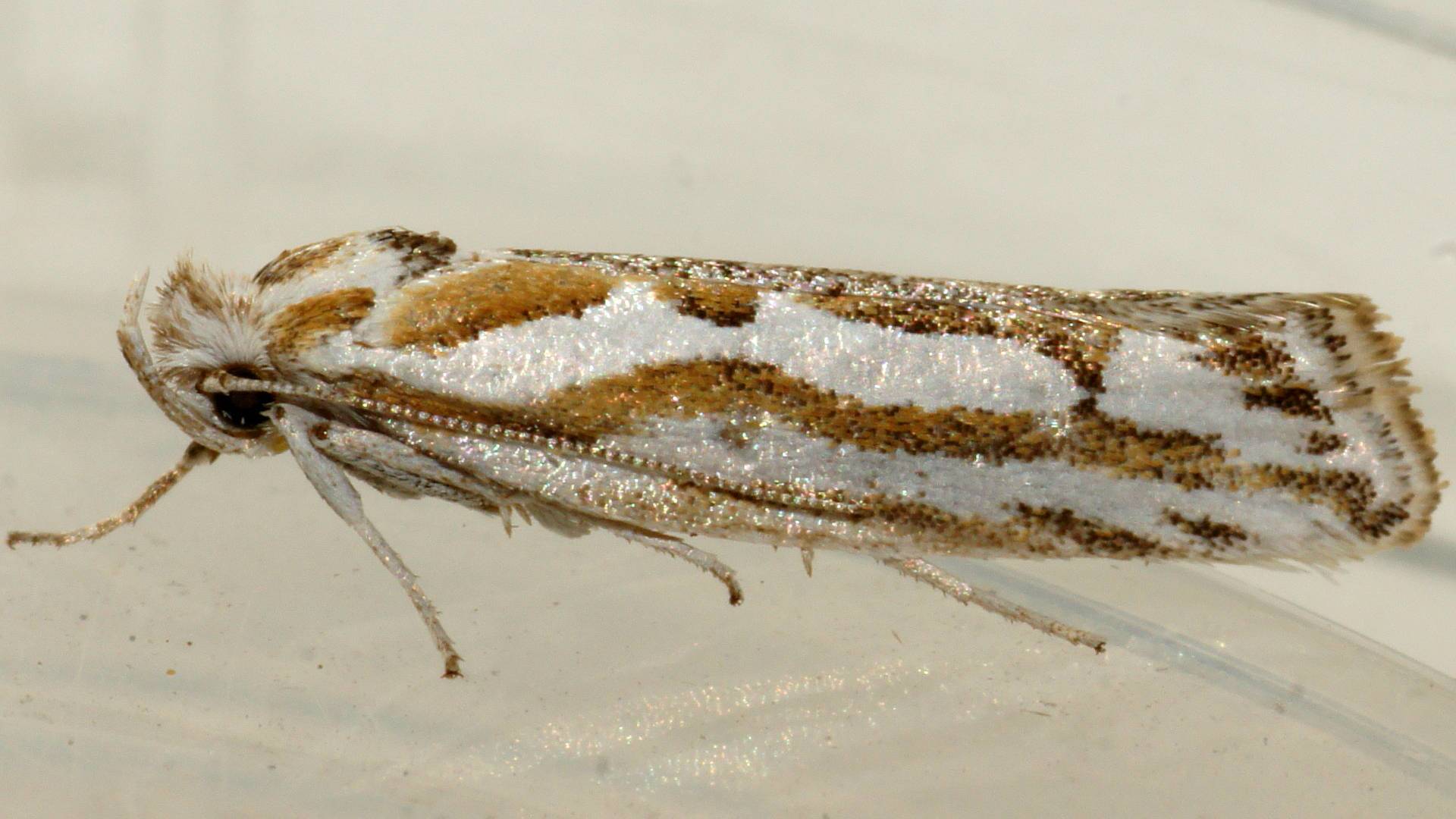 Southern Twig Moth (Thudaca calliphrontis)