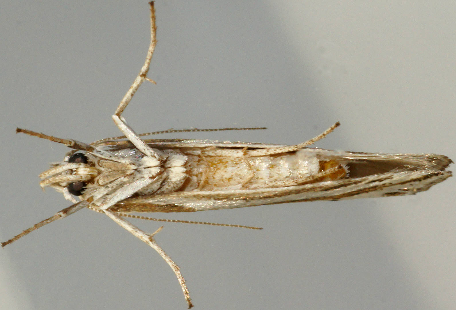 Southern Twig Moth (Thudaca calliphrontis)