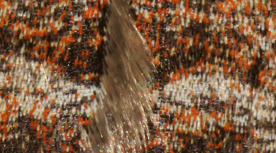 Flame Geometrid (Paramelora lychnota)