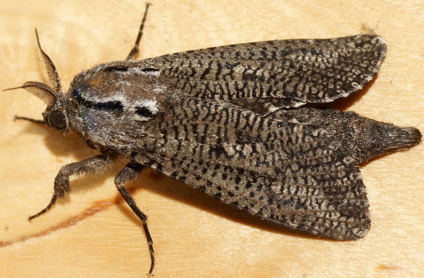 Wood Moth (Endoxyla amphiplecta)