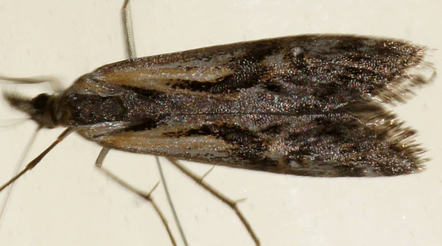 Black Grass Webworm (Hednota pedionoma)