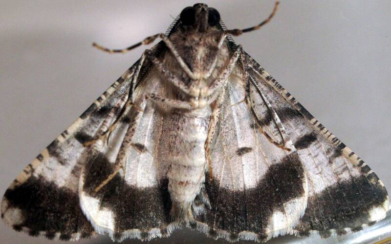 Cryptic Bark Moth (Gastrinodes argoplaca)