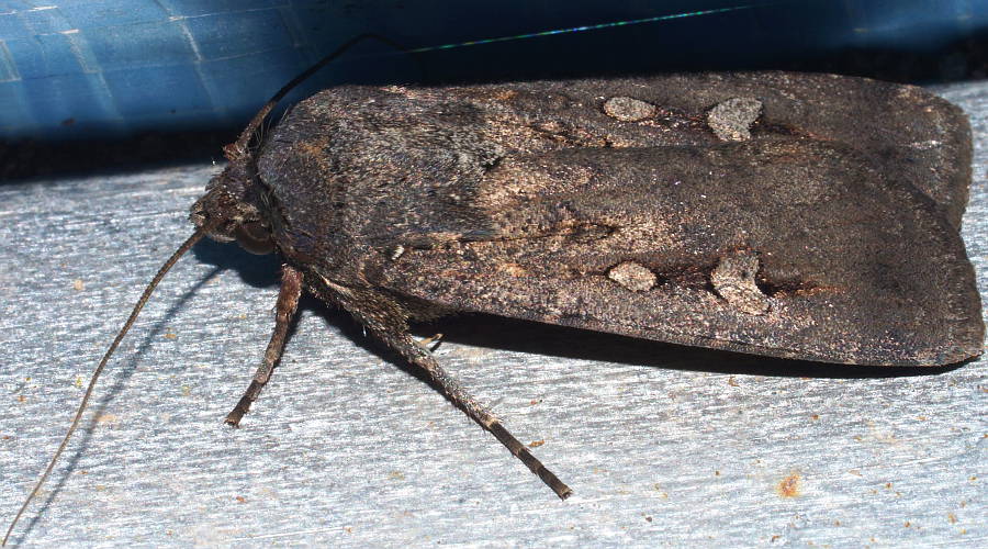 Bogong Moth (Agrotis infusa)