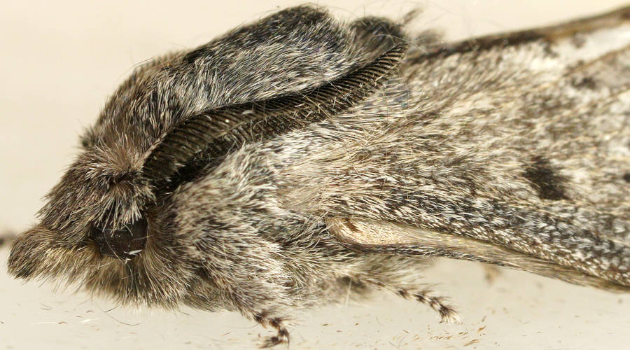 Black Striked Snout Moth (Symphyta MoV2)