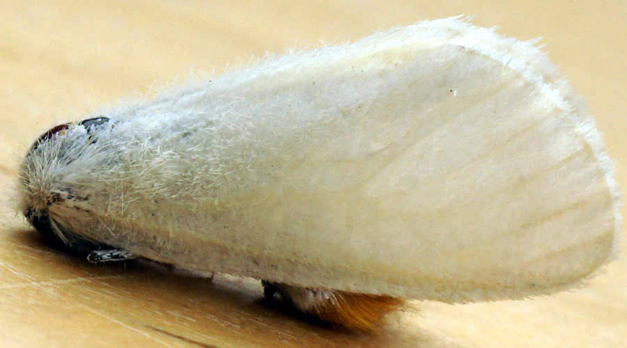 White Tussock Moth (Acyphas chionitis)