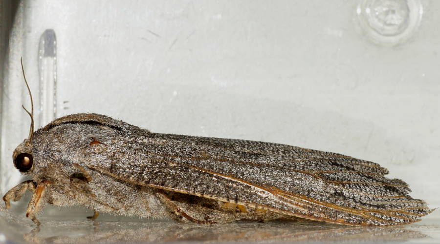 Ellura's Wood Moth (Endoxyla sp)