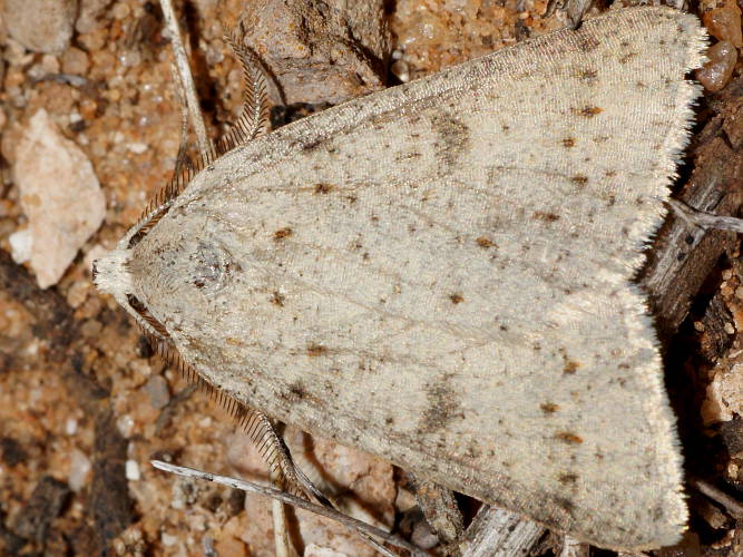 Smoke-spotted Cape-moth (Loweria capnosticta)