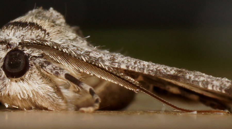 Bark Moth (Cleora MoV3)