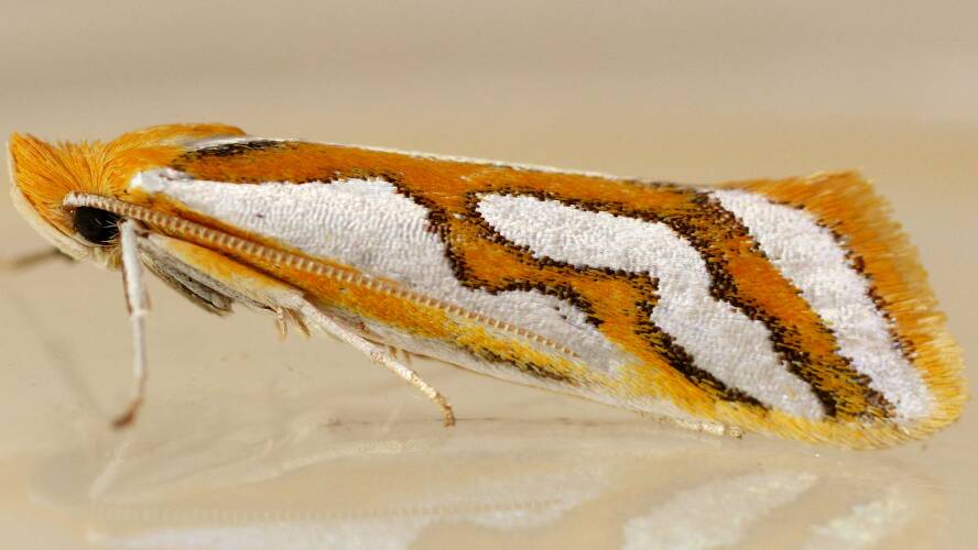 Satin Twig Moth (Thudaca campylota)