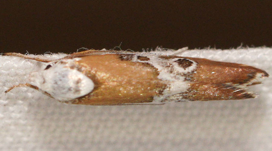 Crawling Concealer Moth (Pilostibes serpta)