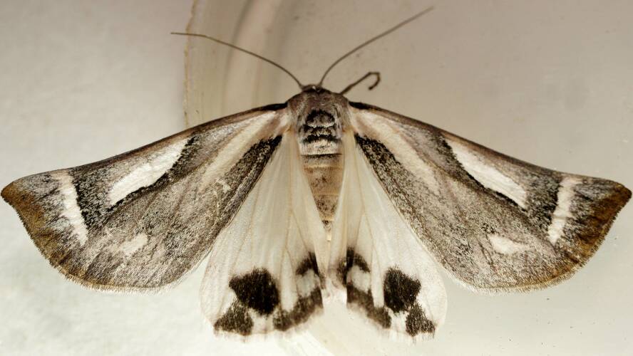 Grey & White Satin Moth (Thalaina kimba)