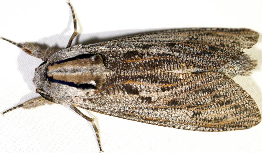 Ellura's Wood Moth (Endoxyla sp)
