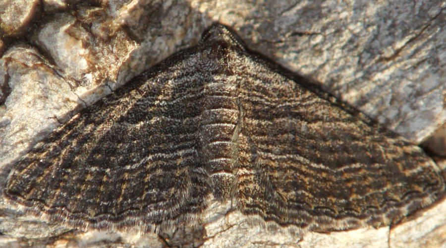 Undescribed Carpet Moth (Chrysolarentia sp ES01)