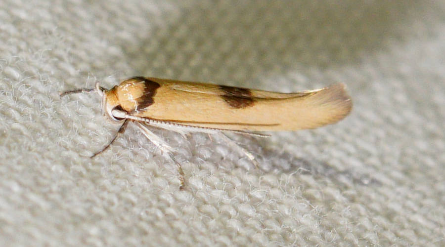 Bud Borer Moth (Stathmopoda sp)