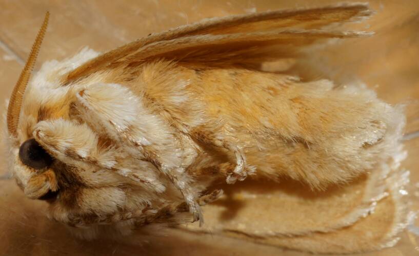 Wattle Cup Moth (Calcarifera ordinata)
