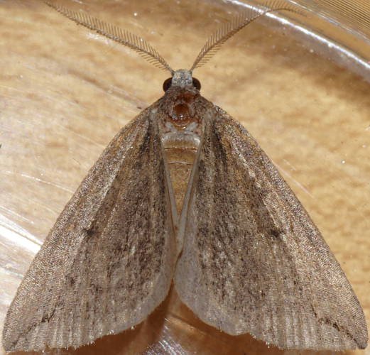 Peaked Cape-moth (Amelora cf ceraunia)